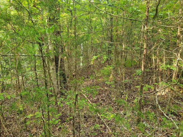a view of a yard with a tree