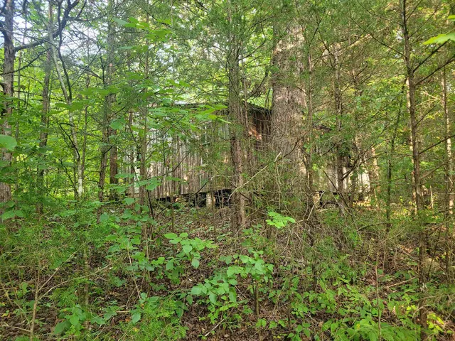 a view of a lush green forest