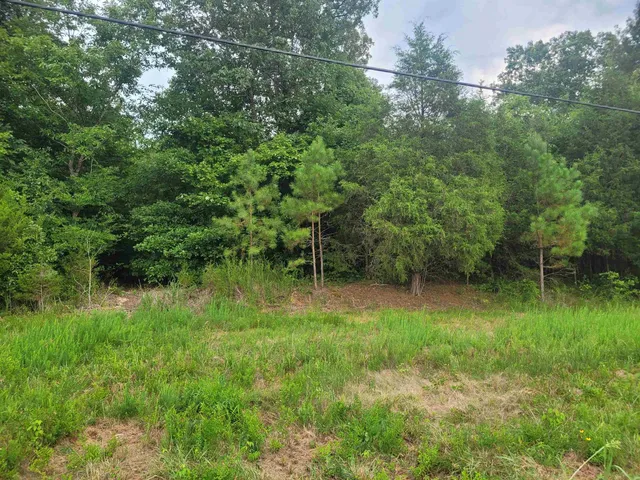 a view of a lush green forest