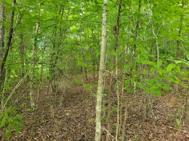 a view of a plant in a garden