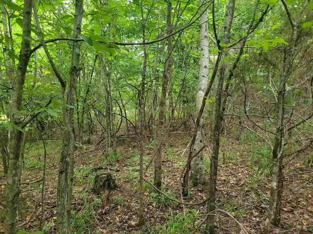 a view of a yard with a tree
