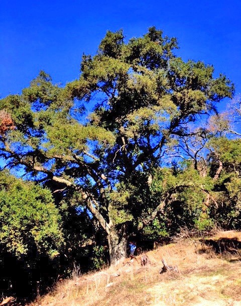 9900 Santa Rosa Creek Road Templeton, CA 93465 - Photo 15 of 28