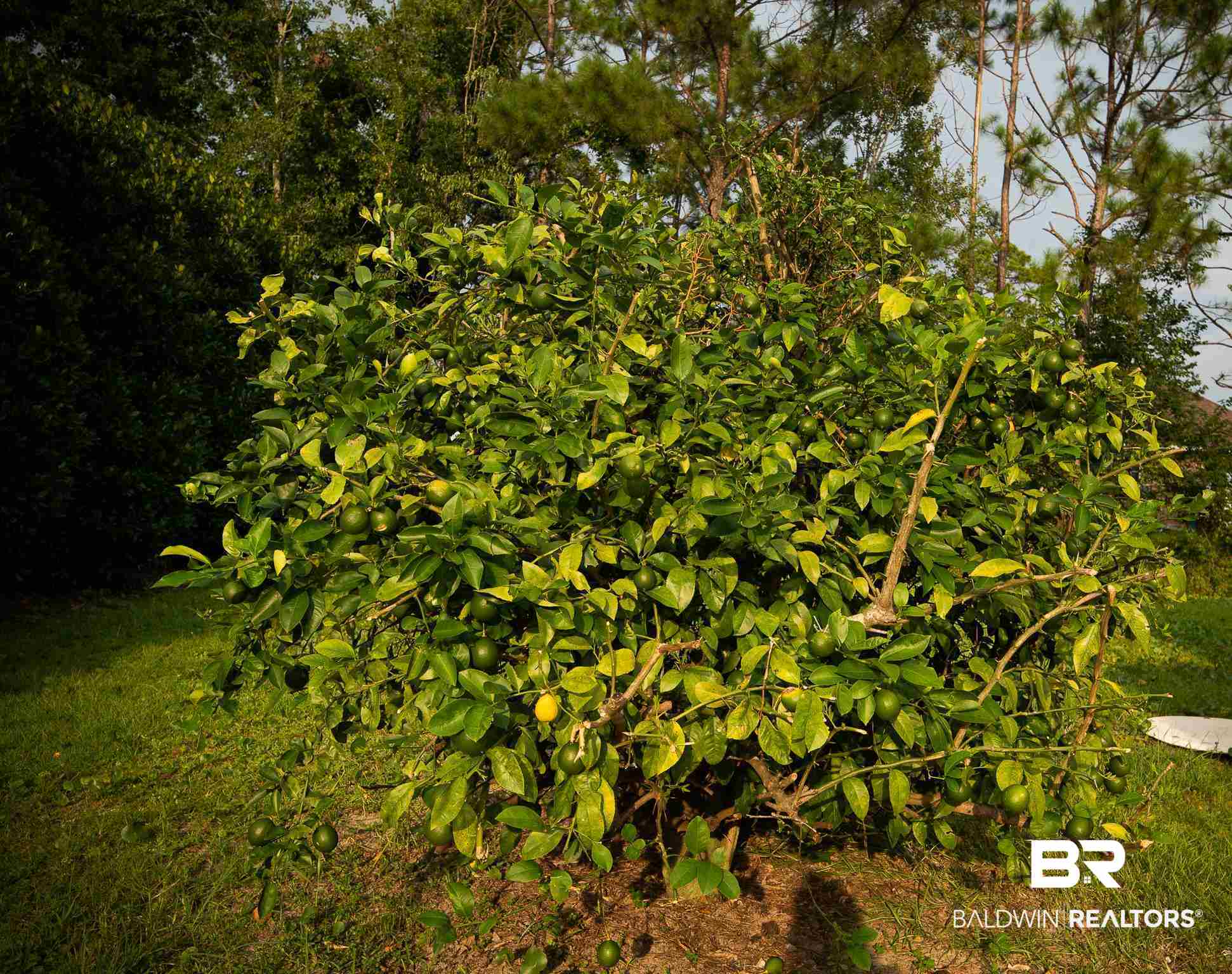 4628 Spinnaker Way Orange Beach, AL 36561 - Photo 24 of 28 Mature Lemon Tree in yard