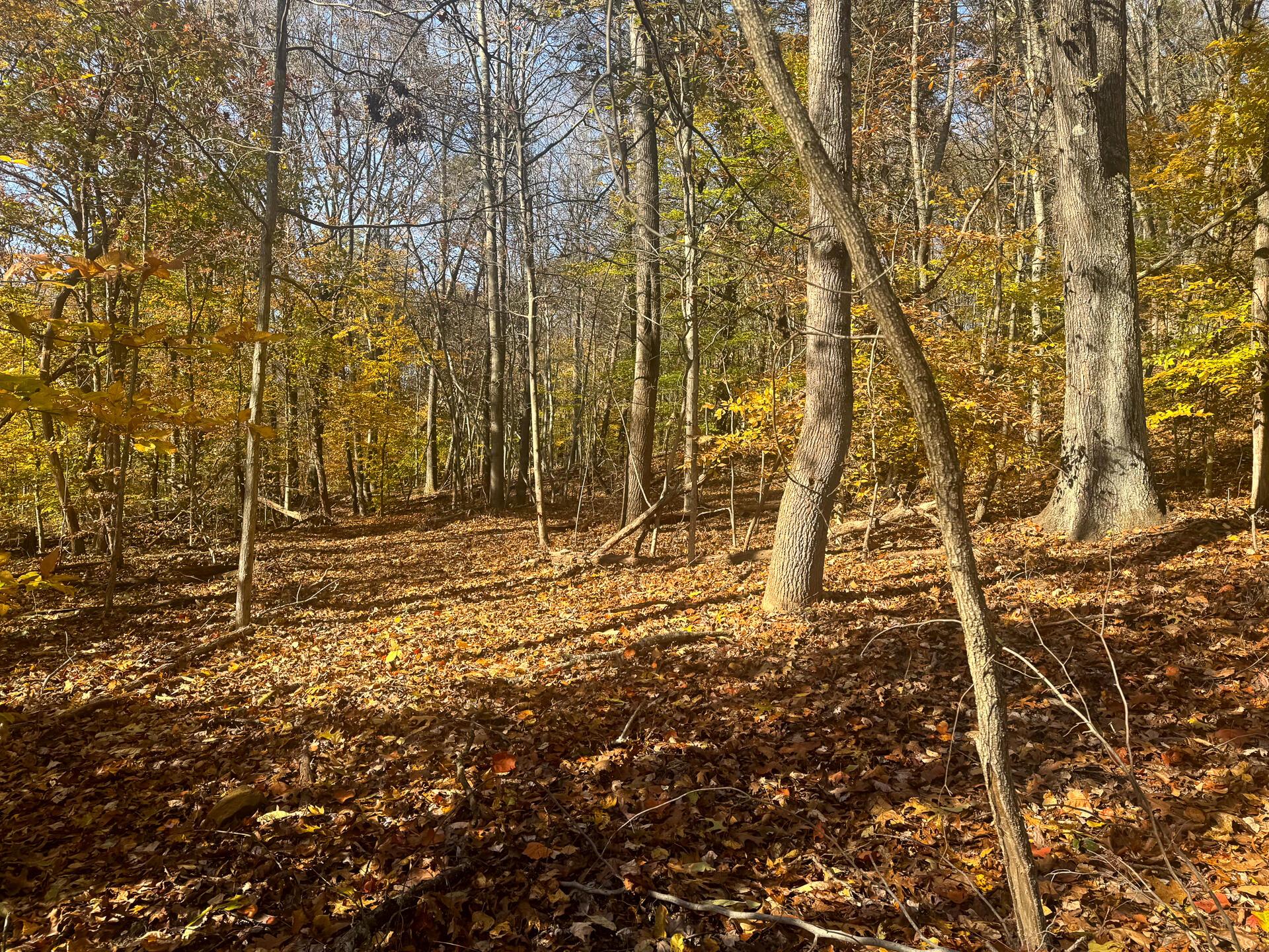 908 Nibert Road, Unit PONDS POPLAR RIDGE TRACT 2) Gallipolis, OH 45631 - Photo 5 of 25 CT-5