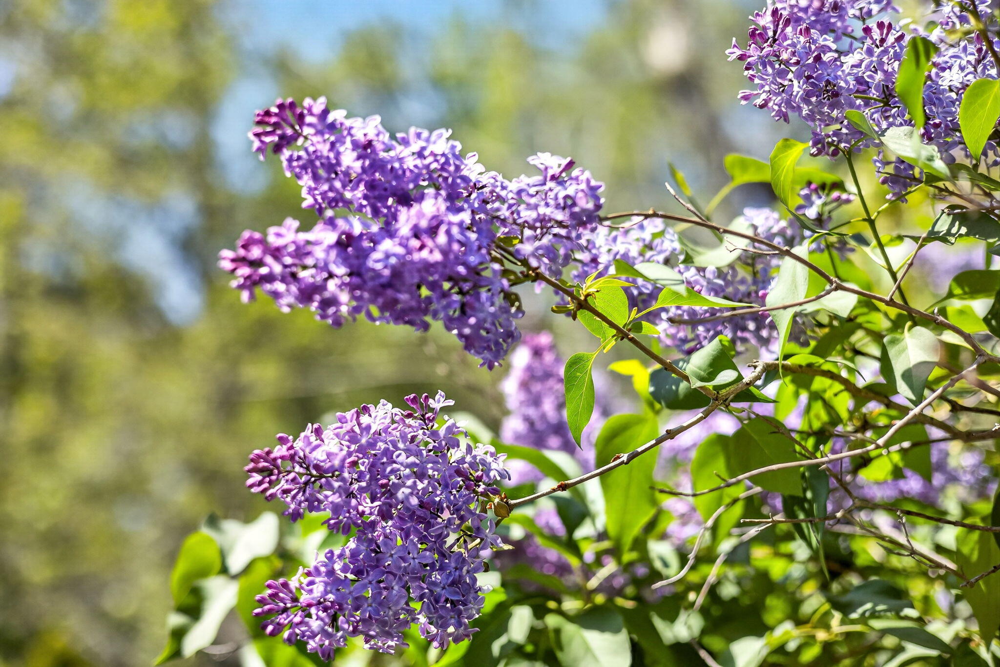 23 Nickerson Road Orleans, MA 02653 - Photo 37 of 54 Lilacs