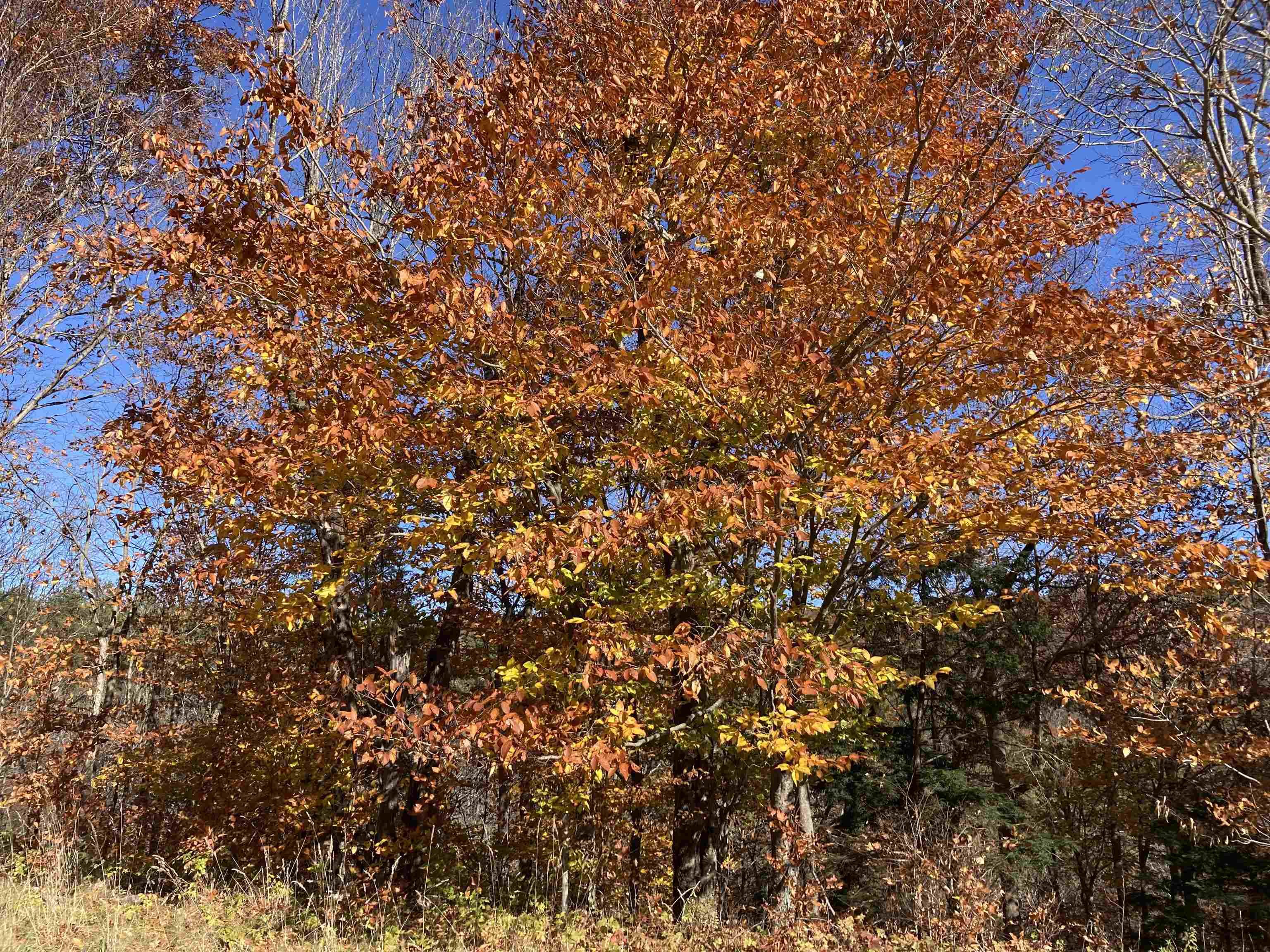 Hill Road Grafton, NH 03240 - Photo 32 of 43