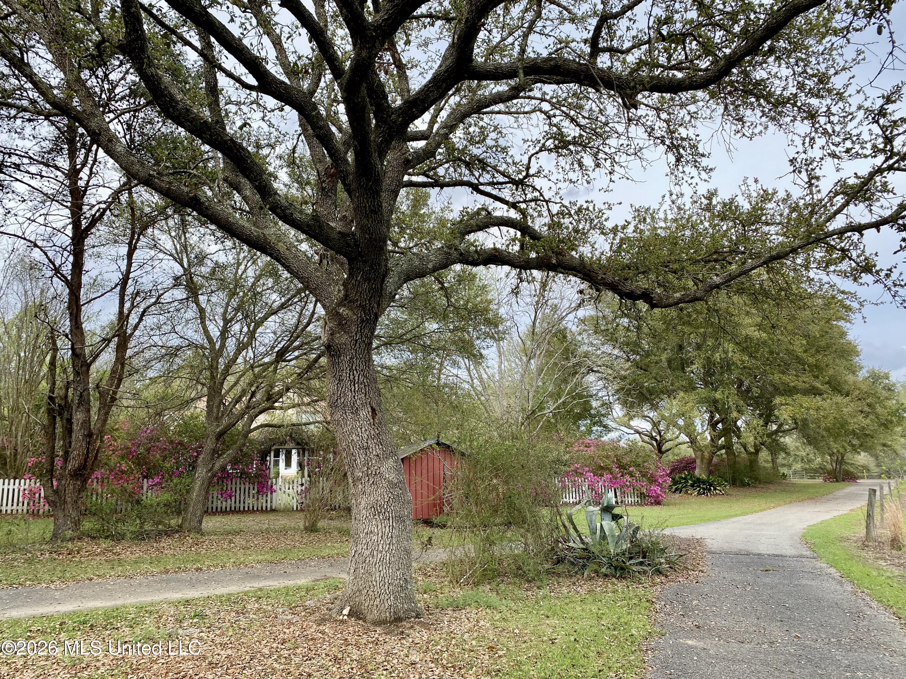 299 Quitman Perry Road Carriere, MS 39426 - Photo 76 of 79 72B, Driveway, IMG_8754