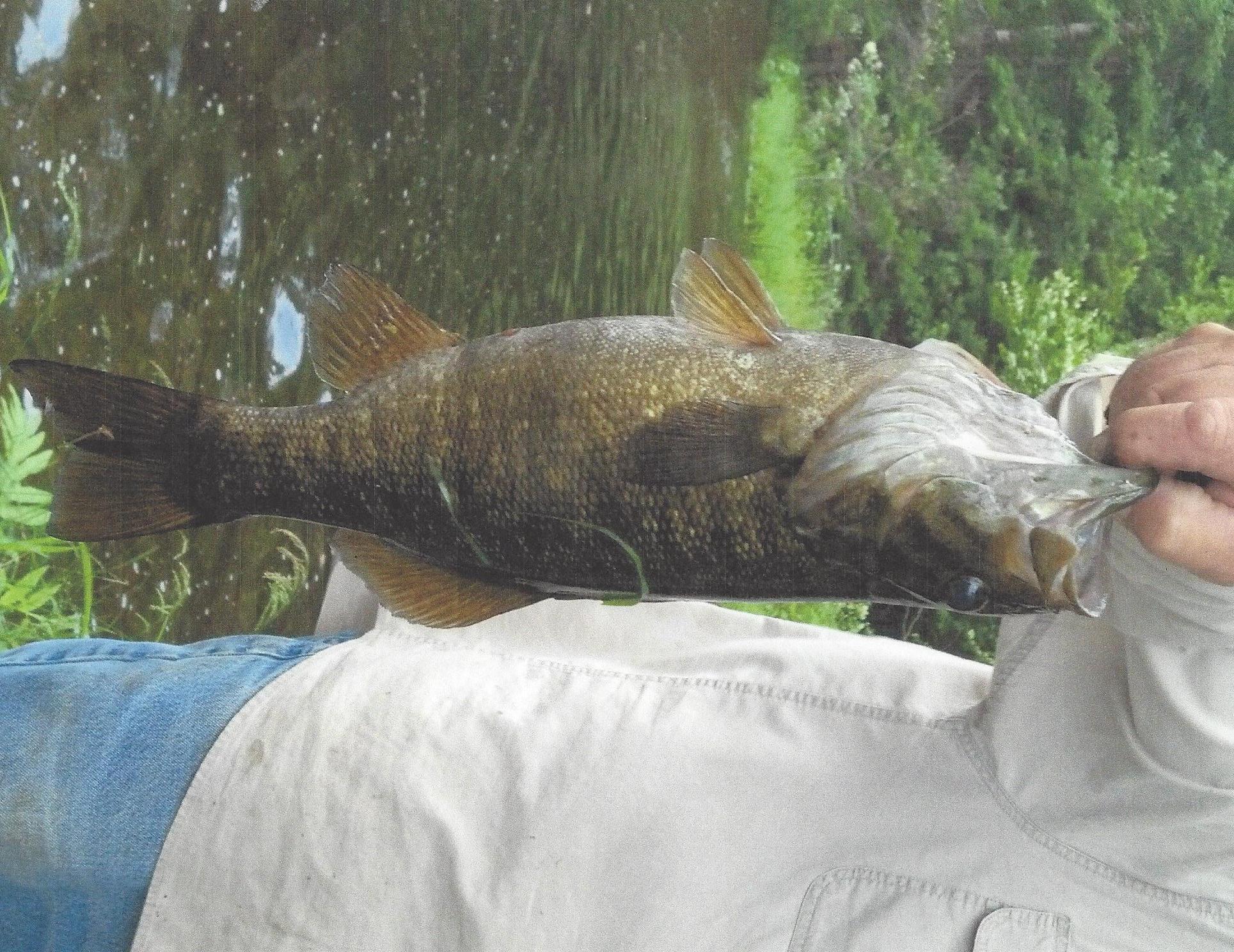 5 Lakeview Road Danforth, ME 04424 - Photo 4 of 19 Fish 2