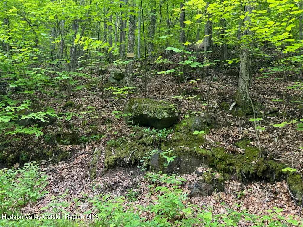 Tbd Railroad Road Lanesville, NY 12450 - Photo 12 of 14 a plant view in yard