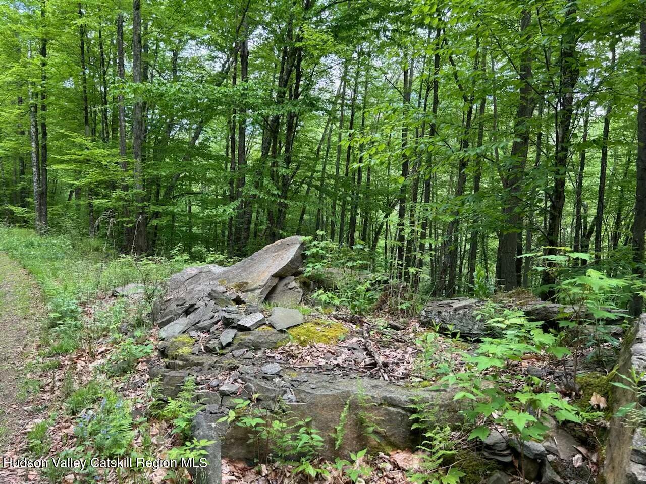 Tbd Railroad Road Lanesville, NY 12450 - Photo 2 of 14 a view of a garden with plants and large trees