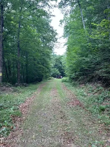 a view of a forest with trees in the background