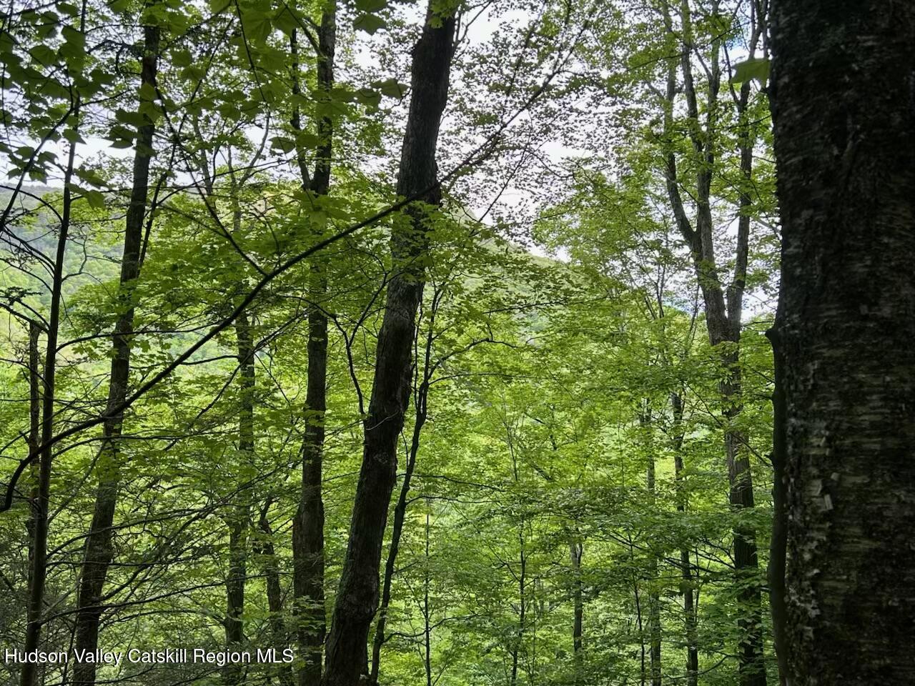 Tbd Railroad Road Lanesville, NY 12450 - Photo 9 of 14 a view of forest