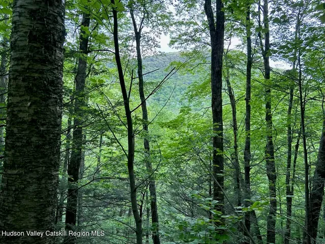 a plant view in yard