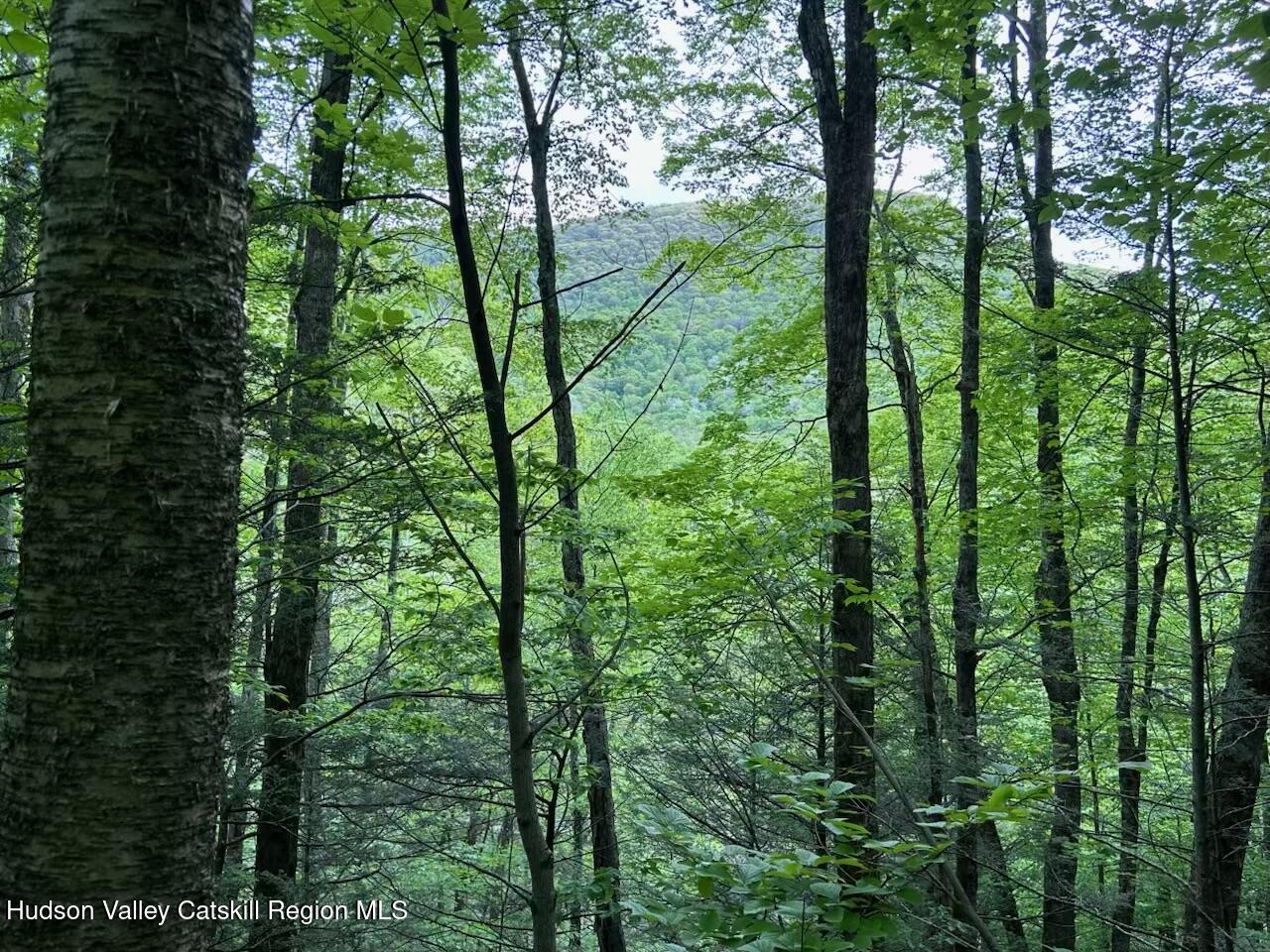 Tbd Railroad Road Lanesville, NY 12450 - Photo 10 of 14 a view of forest