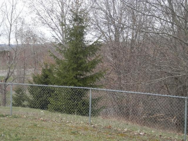 7791 Potter Road Bear Lake, MI 49614 - Photo 22 of 24 Additional Photo