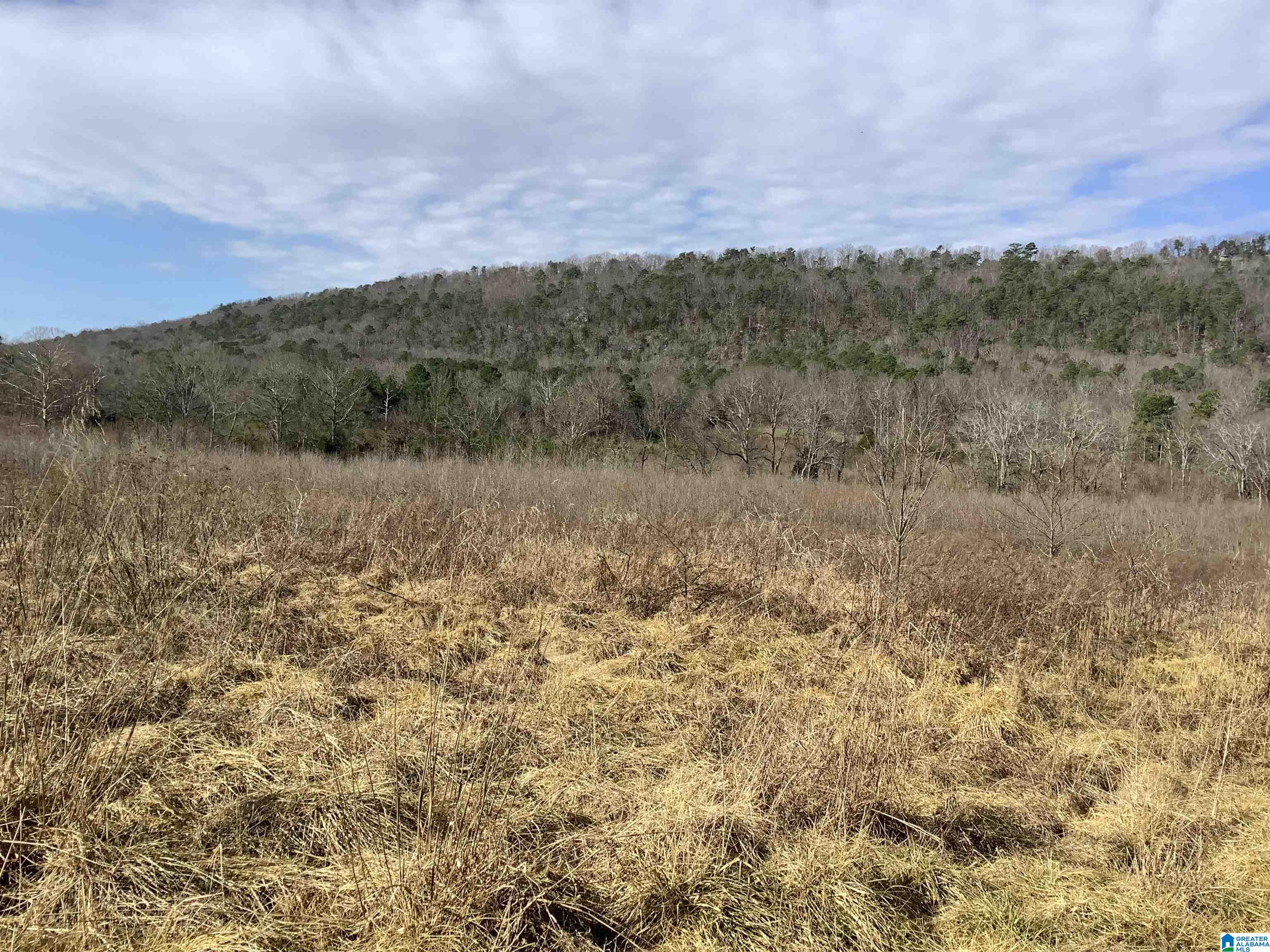0 Highway 42 Oneonta, AL 35121 - Photo 3 of 8