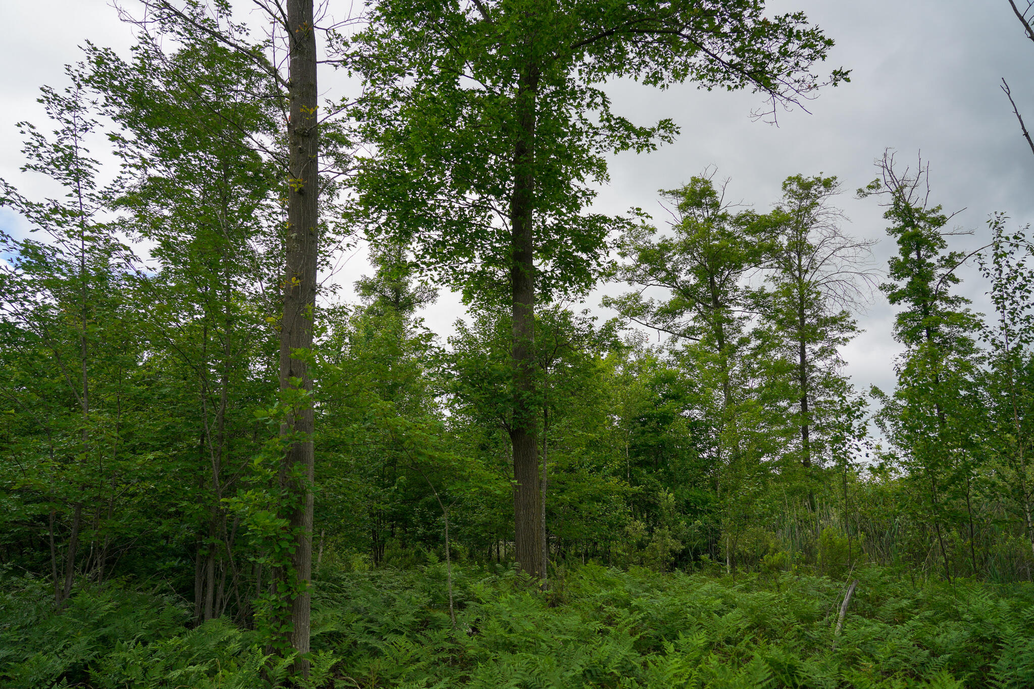 West Gordonville Road Shepherd, MI 48883 - Photo 19 of 24 19