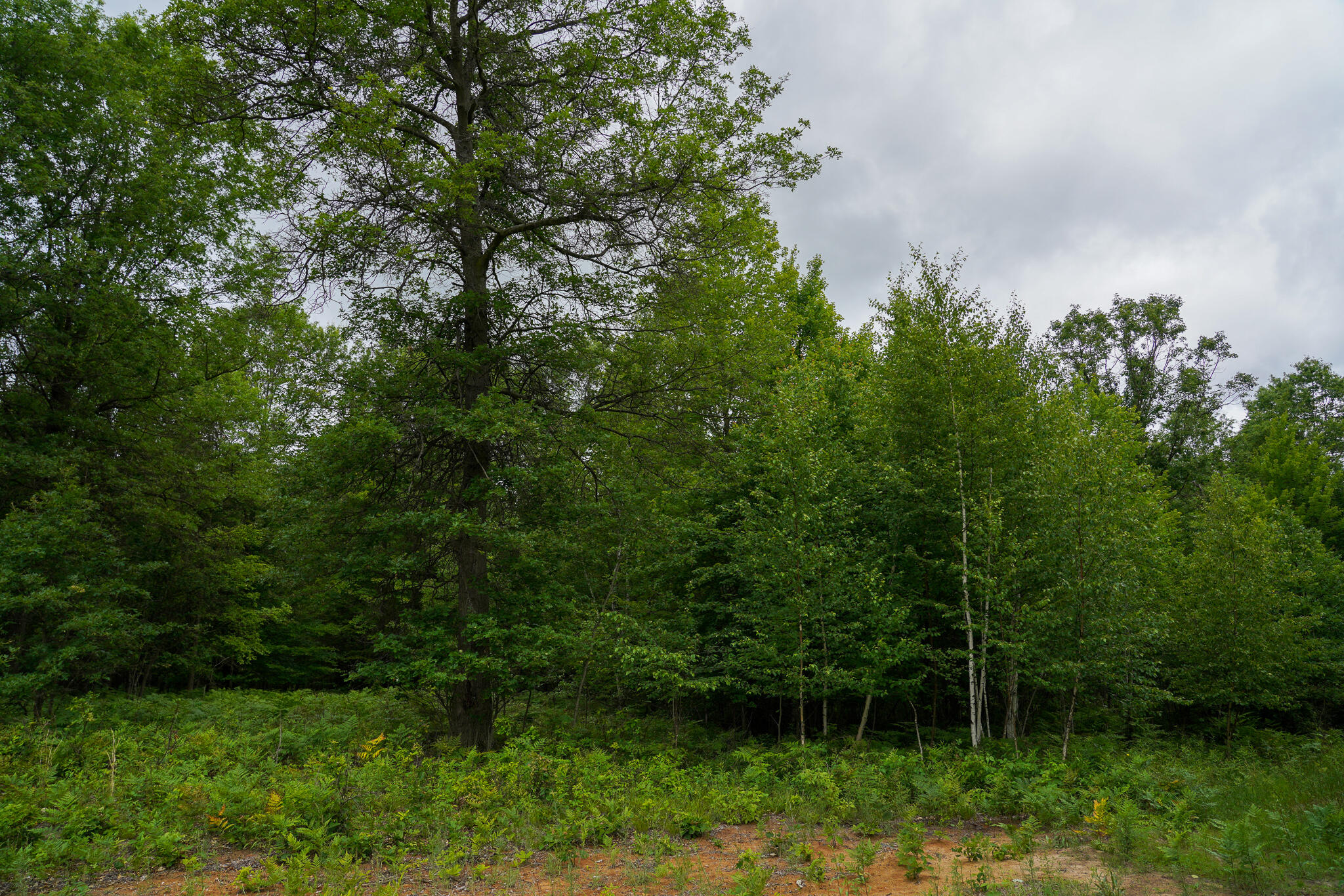 West Gordonville Road Shepherd, MI 48883 - Photo 6 of 24 6