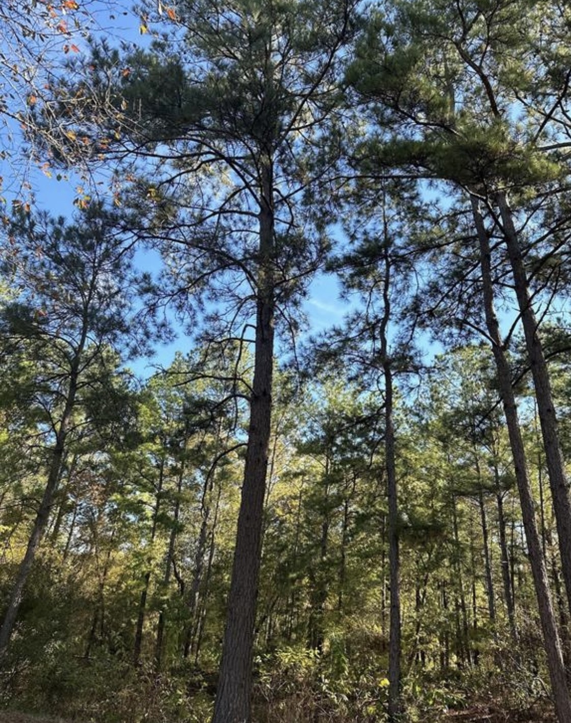 9845 Fm 149 Road Montgomery, TX 77316 - Photo 1 of 4 a view of a tree