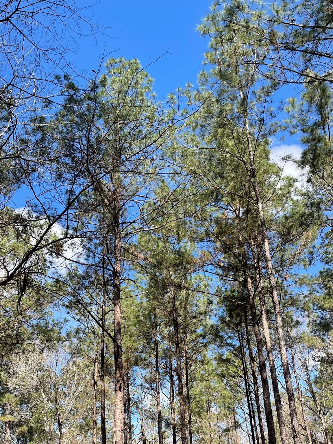 9845 Fm 149 Road Montgomery, TX 77316 - Photo 2 of 4 a view of a tree