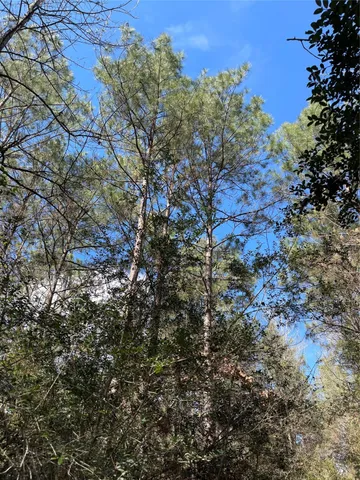 a view of a trees in a yard