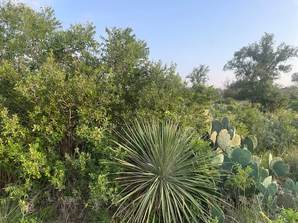 a view of a plant in a garden