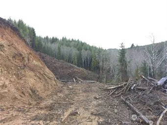 a view of a dry yard with trees