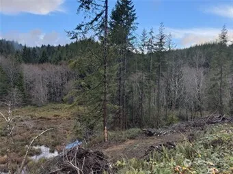a view of a dry yard with trees and stairs