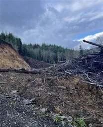 a view of a dry yard with trees and stairs
