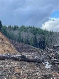 a view of a dry yard with trees