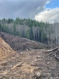 a view of a dry yard with trees in the background