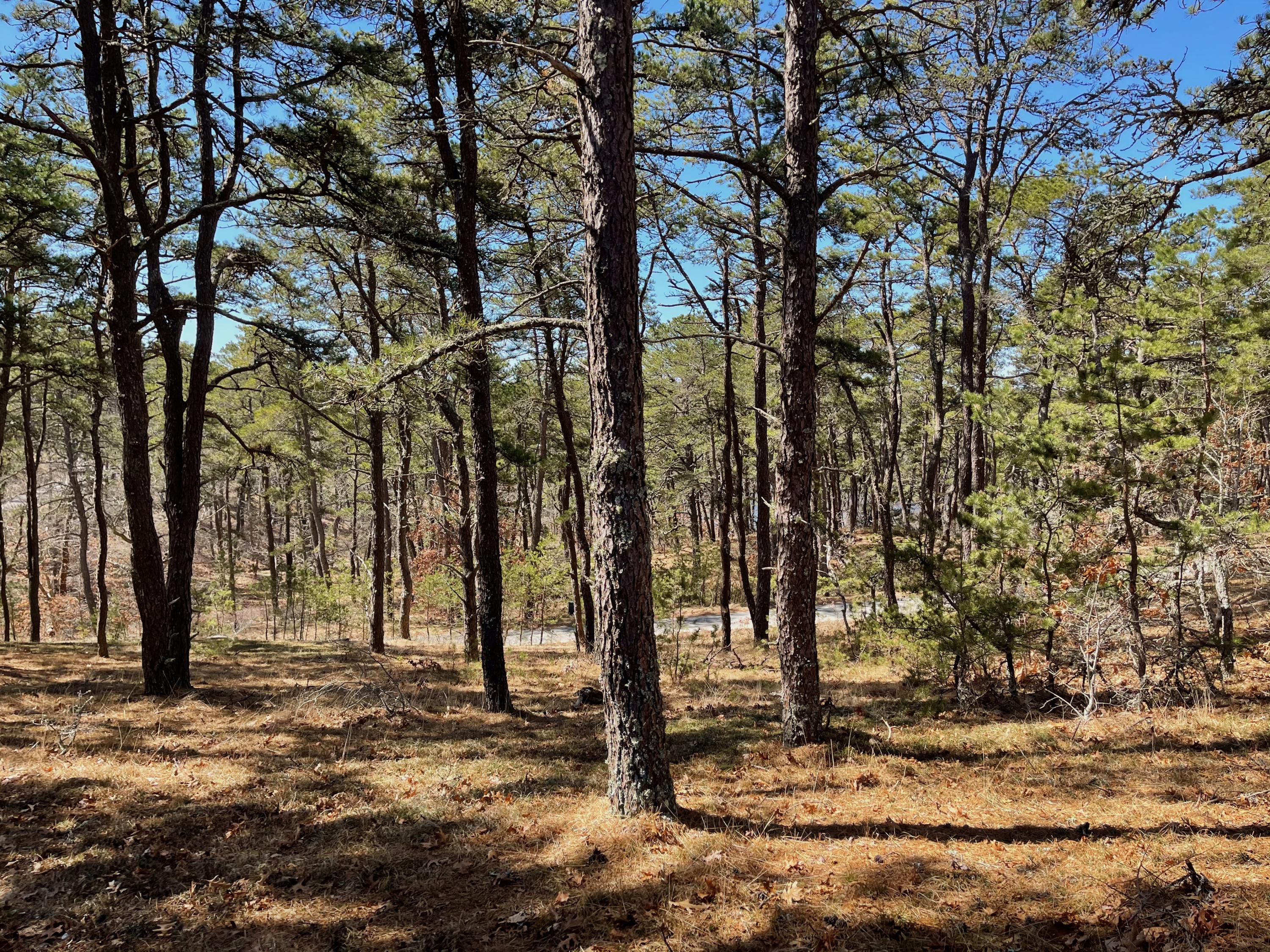 25 Perch Pond Way Wellfleet, MA 02667 - Photo 3 of 3 IMG_0044