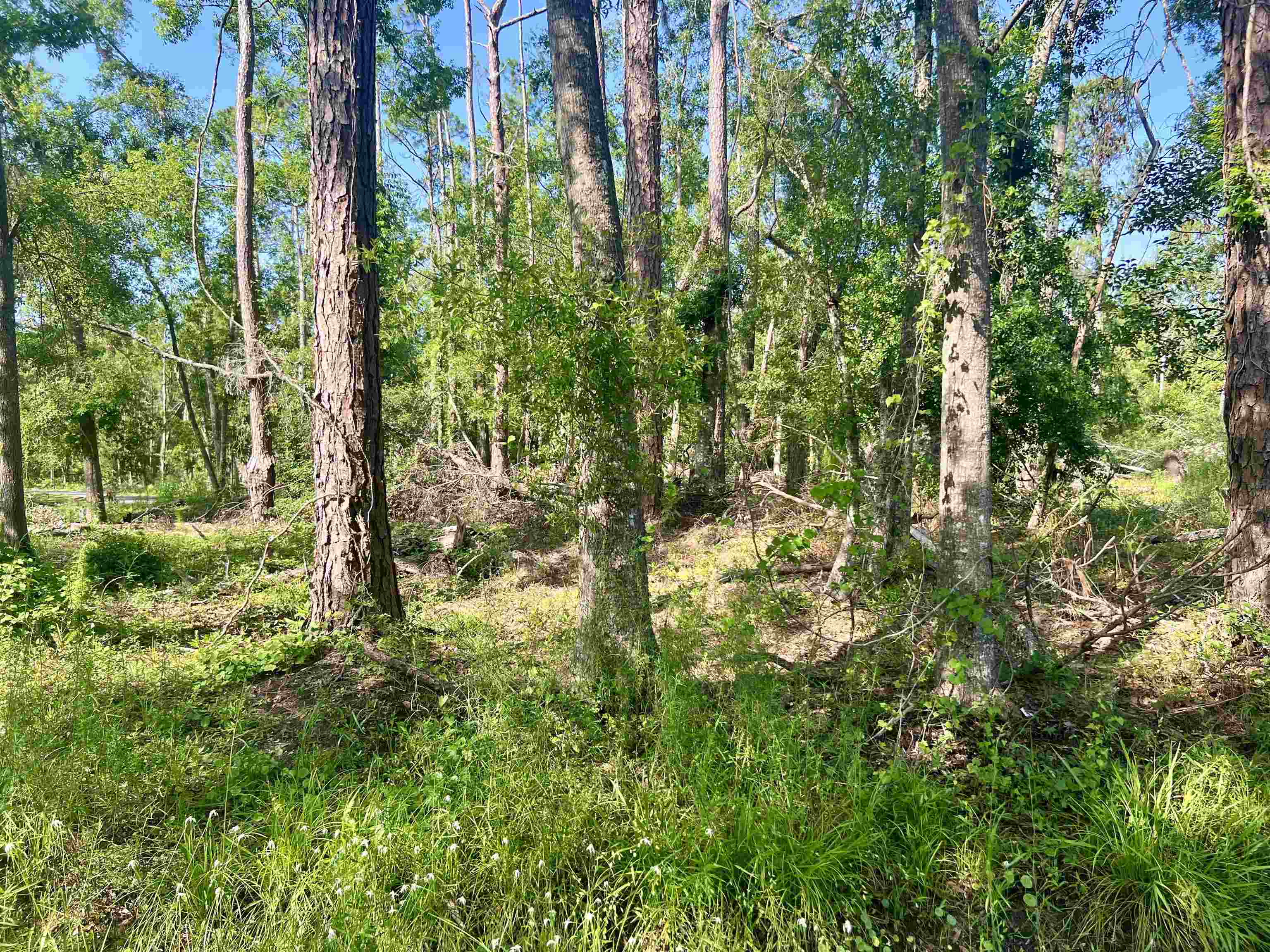 0 East Veterans Drive Perry, FL 32347 - Photo 2 of 13