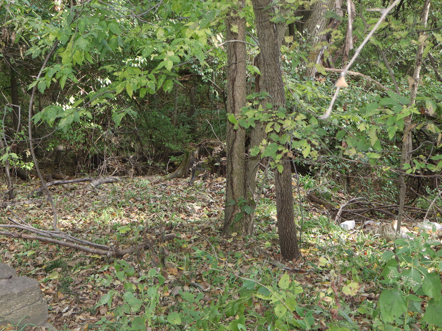 535 Golf Road Streator, IL 61364 - Photo 12 of 31 a backyard of a house with lots of plants and trees