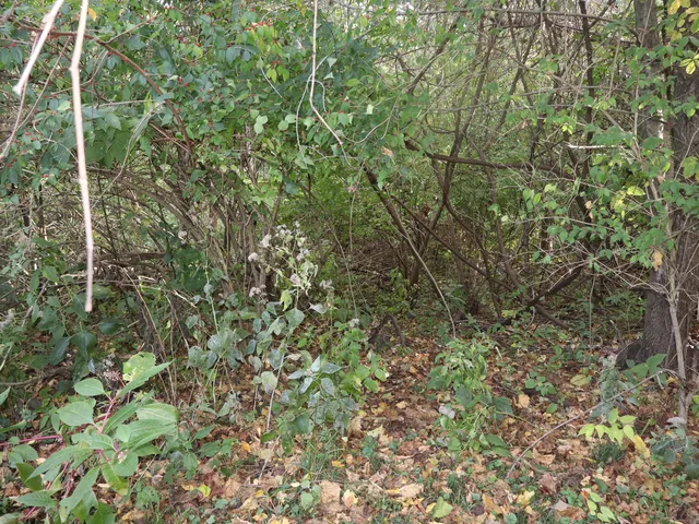 a view of a forest with a tree
