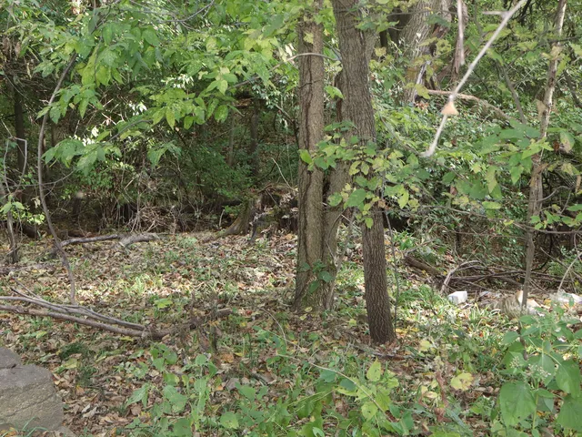 a backyard of a house with lots of plants and trees