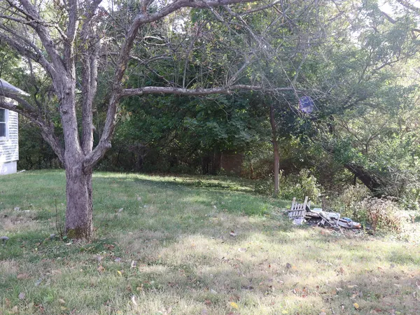 a view of a forest with a tree