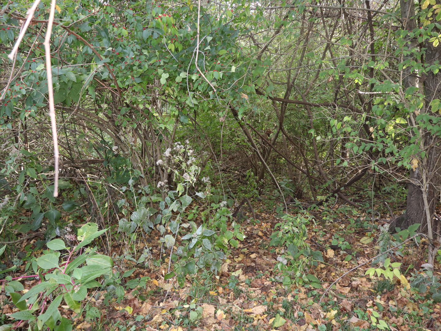 535 Golf Road Streator, IL 61364 - Photo 10 of 31 a view of a forest with a tree