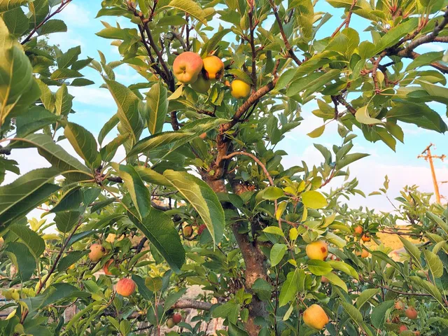 a aerial view of a house