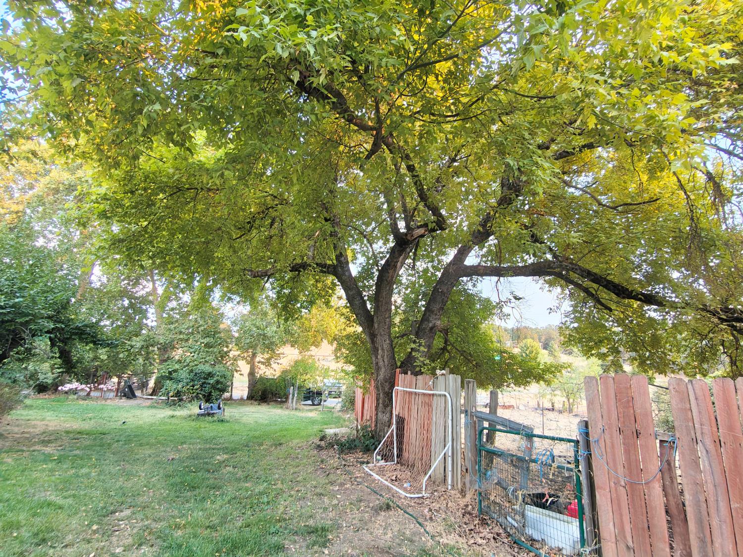 5661 Thompson Hill Road Placerville, CA 95667 - Photo 56 of 68 a backyard of a house with lots of plants and large trees