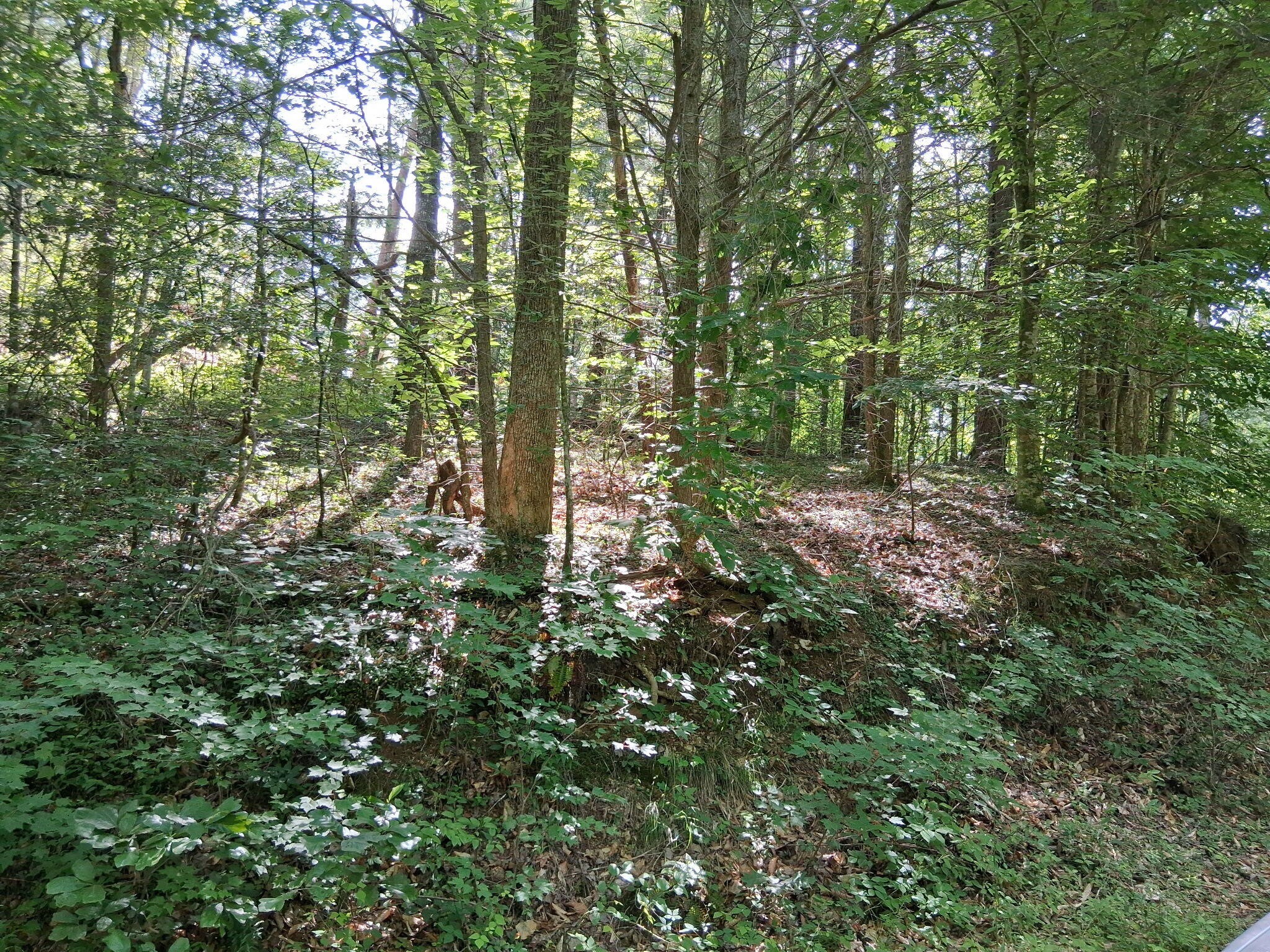 0 Tinker Branch Road Reliance, TN 37369 - Photo 9 of 17