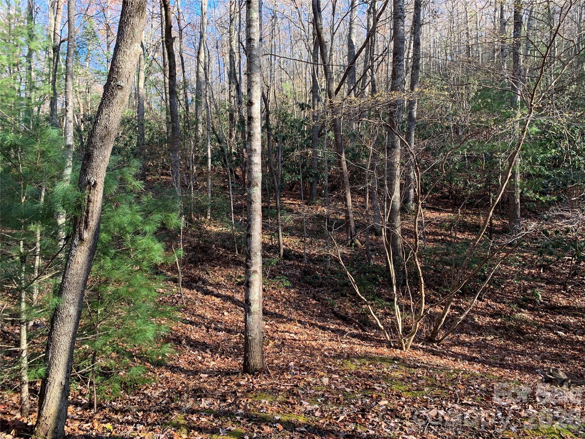 1 Dugger Firetower Road, Unit 1 Lenoir, NC 28645 - Photo 1 of 13 a view of a plant with a tree
