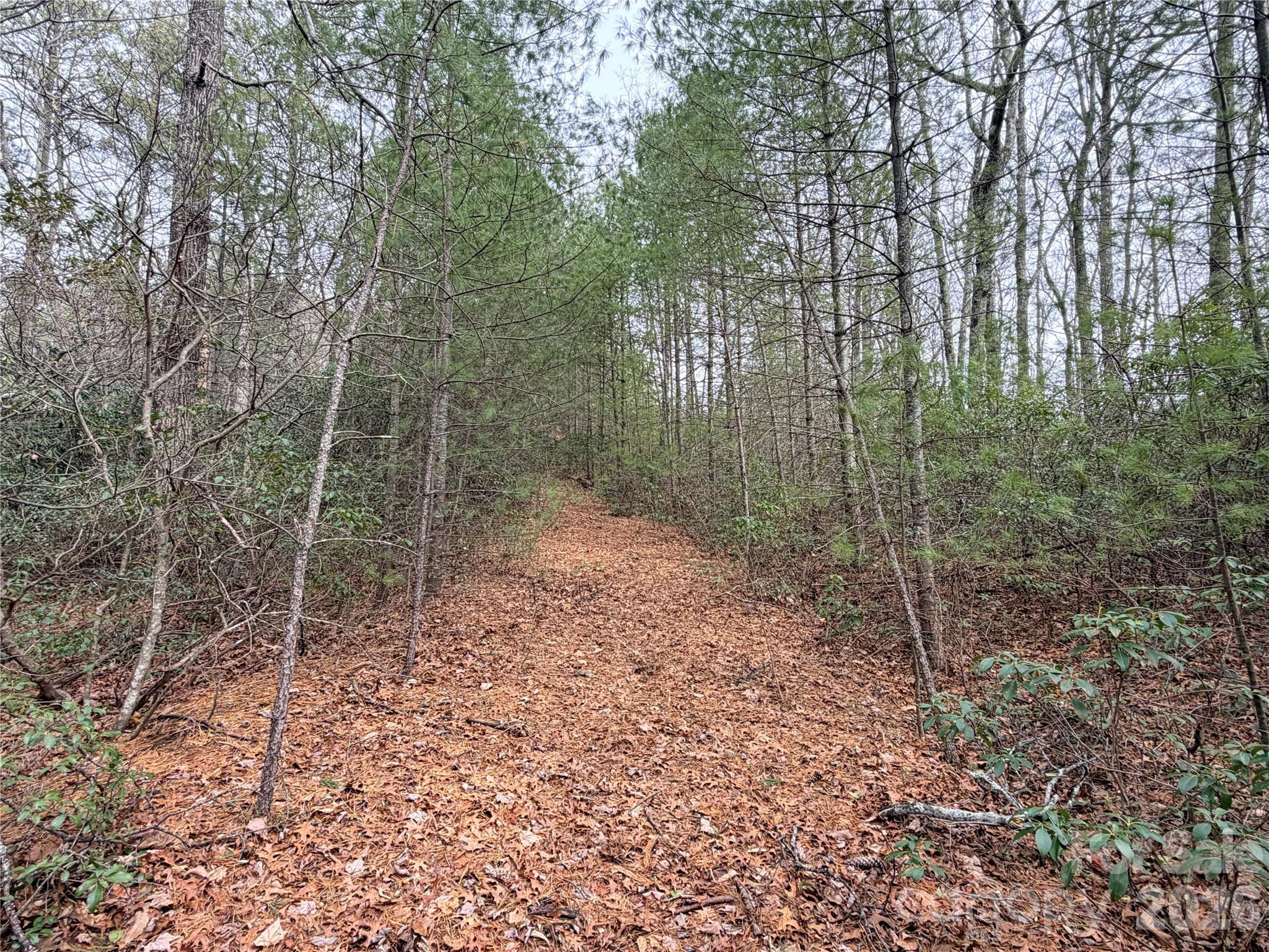 1 Dugger Firetower Road, Unit 1 Lenoir, NC 28645 - Photo 5 of 13 a view of a forest with trees in the background