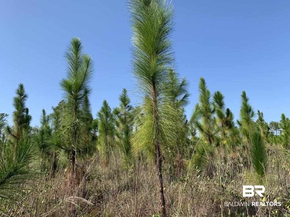 0 Three 3 Rivers Road Seminole, AL 36574 - Photo 23 of 27