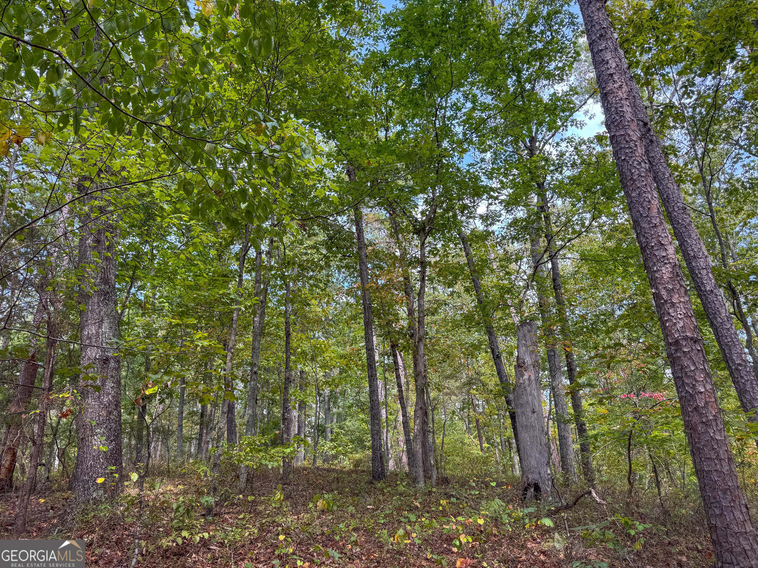 183 Acres On Rambling Road Fairmount, GA 30139 - Photo 33 of 52