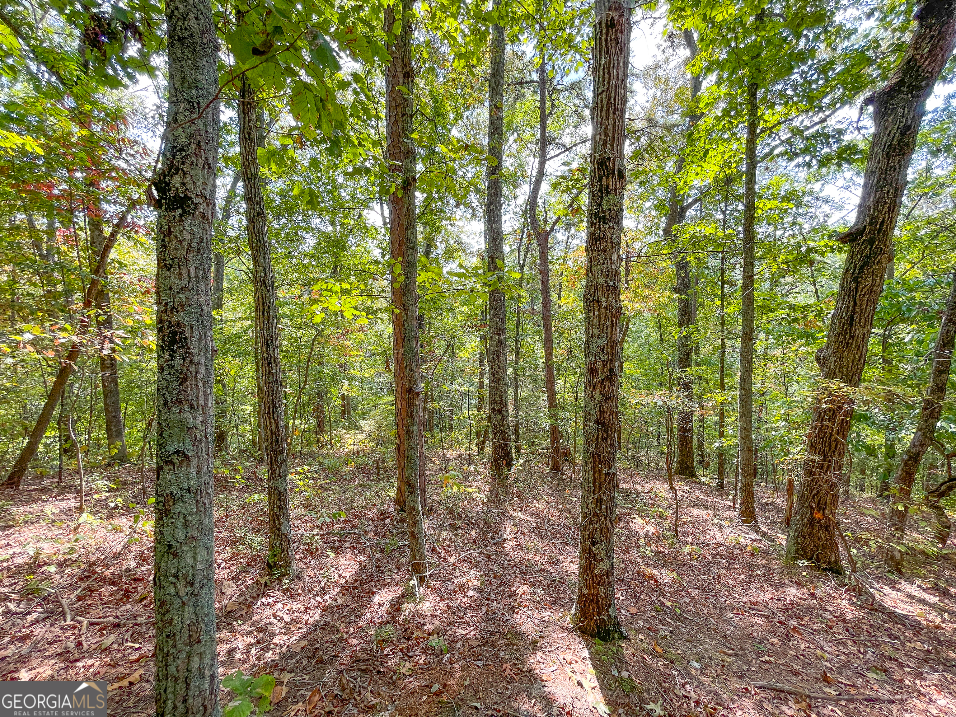 183 Acres On Rambling Road Fairmount, GA 30139 - Photo 38 of 52