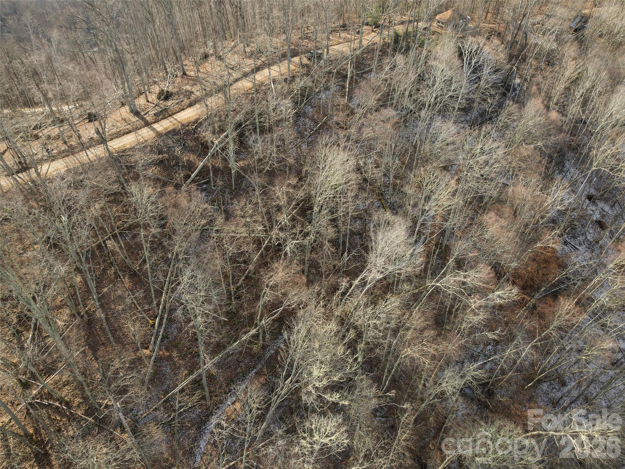 Tbd South Ridgerunner Road Waynesville, NC 28786 - Photo 4 of 8 a view of a forest with lots of trees