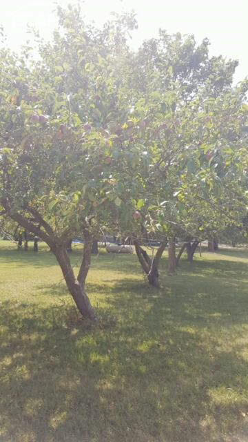 3758 North Baldwin Road Owosso, MI 48867 - Photo 87 of 89 21379476-86.JPG