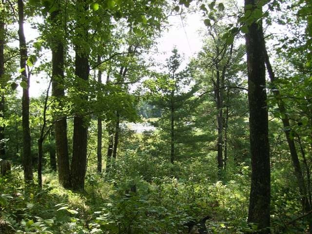 Lot 18 Finch Road Lake Tomahawk, WI 54539 - Photo 8 of 9 Gallery Image 8