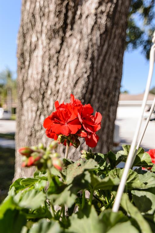 3193 Sandy Ridge Drive Clearwater, FL 33761 - Photo 64 of 66